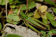 David Plant Photography - Wildlife Photography - Common green grasshopper, Omocestus viridulus - B